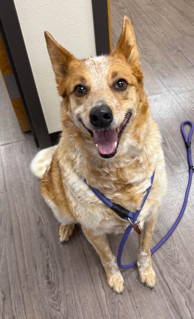 Enlarge Colt, a Adoptable Australian Cattle Dog / Blue Heeler in Gillette, WY image 2/2