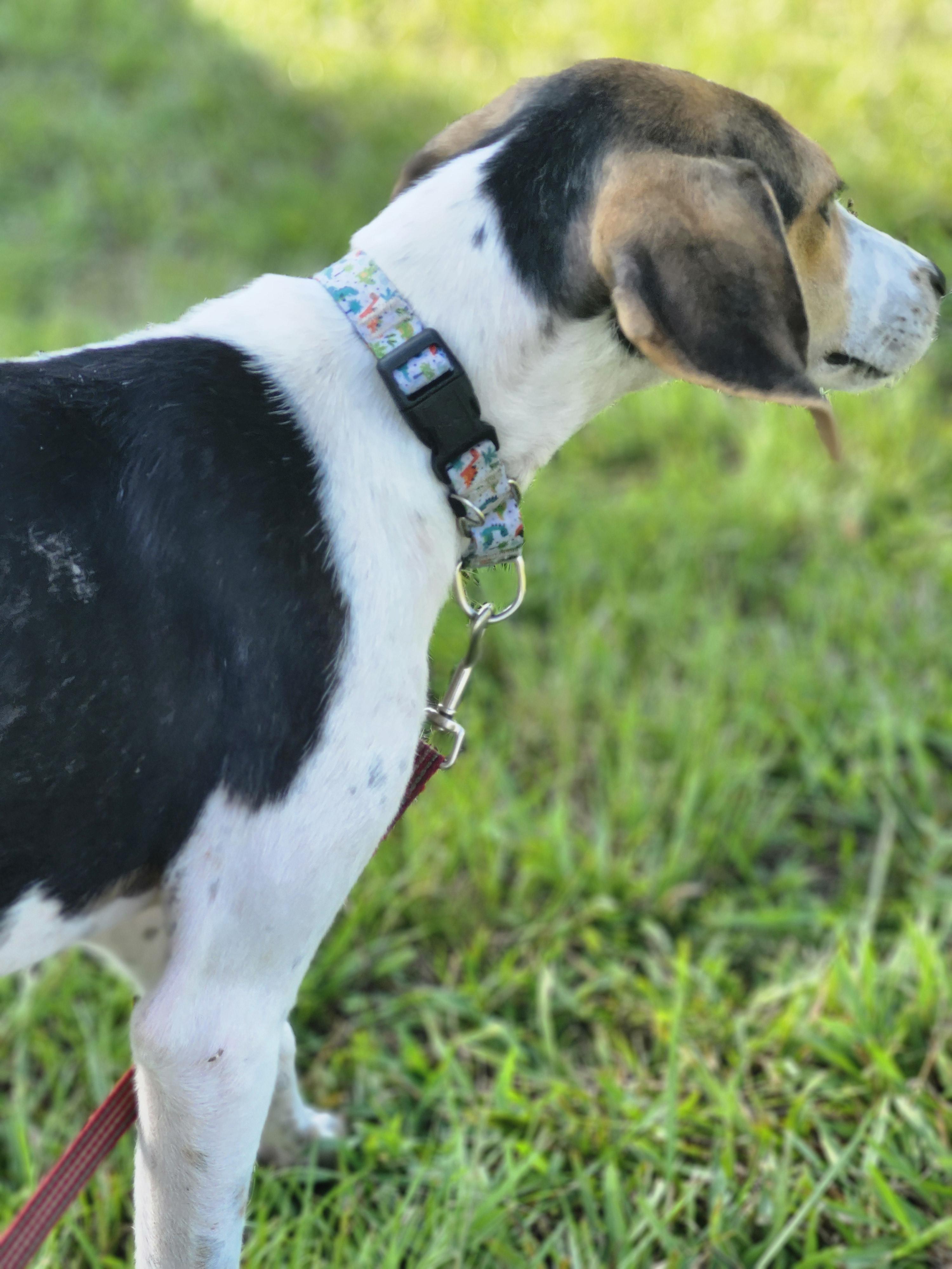 Enlarge Collette, an adopted Treeing Walker Coonhound in Conway, SC image 2/6