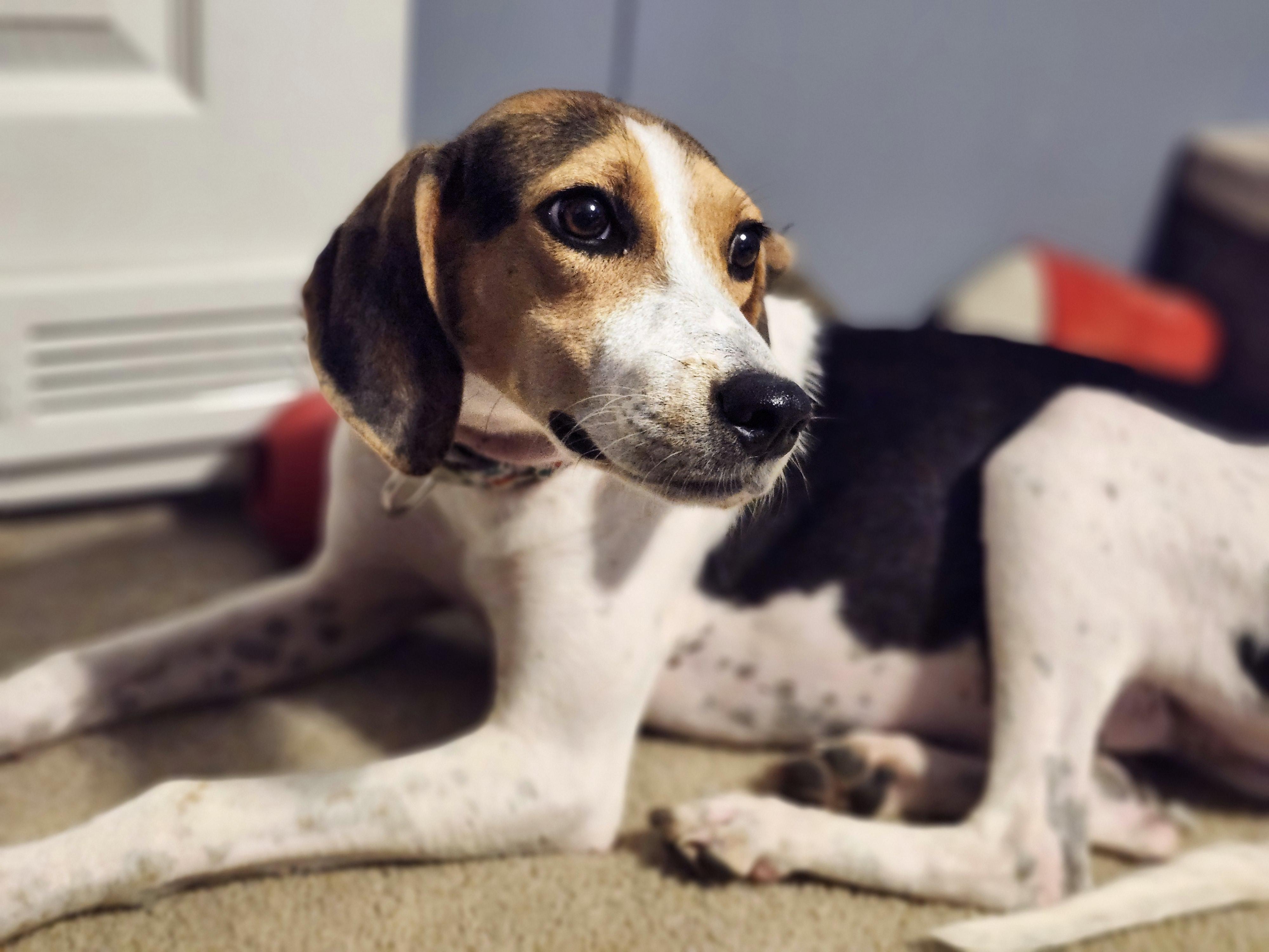 Collette, adopted, Young Female Treeing Walker Coonhound.