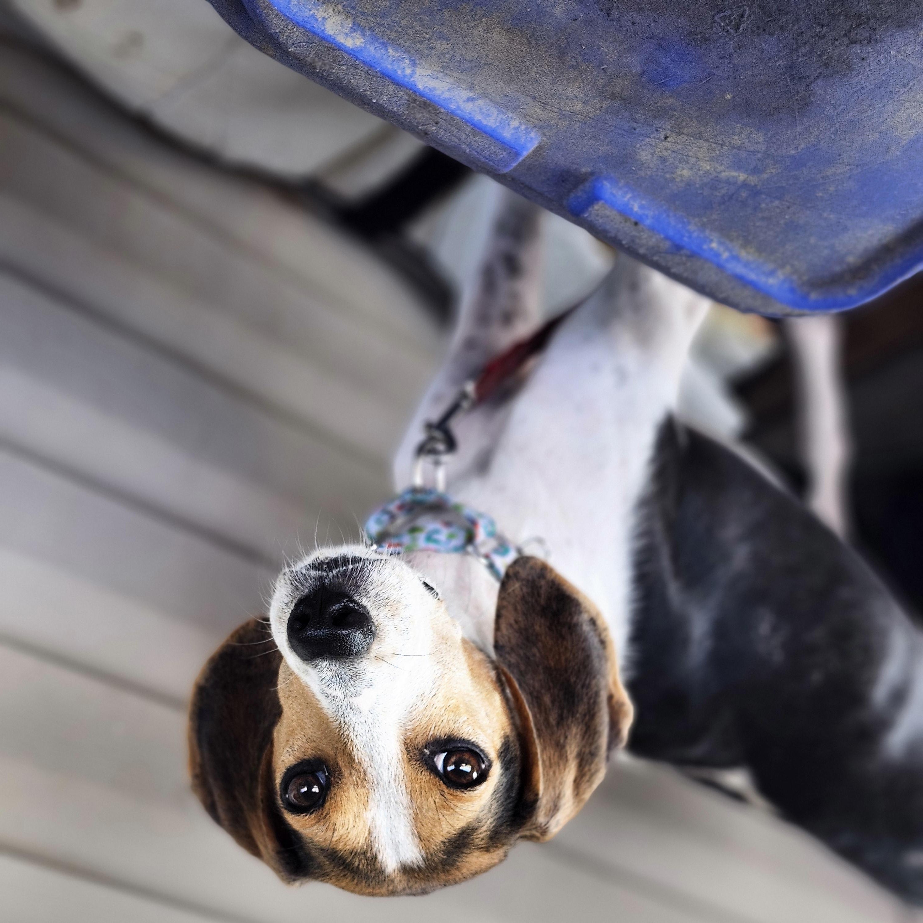 Enlarge Collette, an adopted Treeing Walker Coonhound in Conway, SC image 3/6