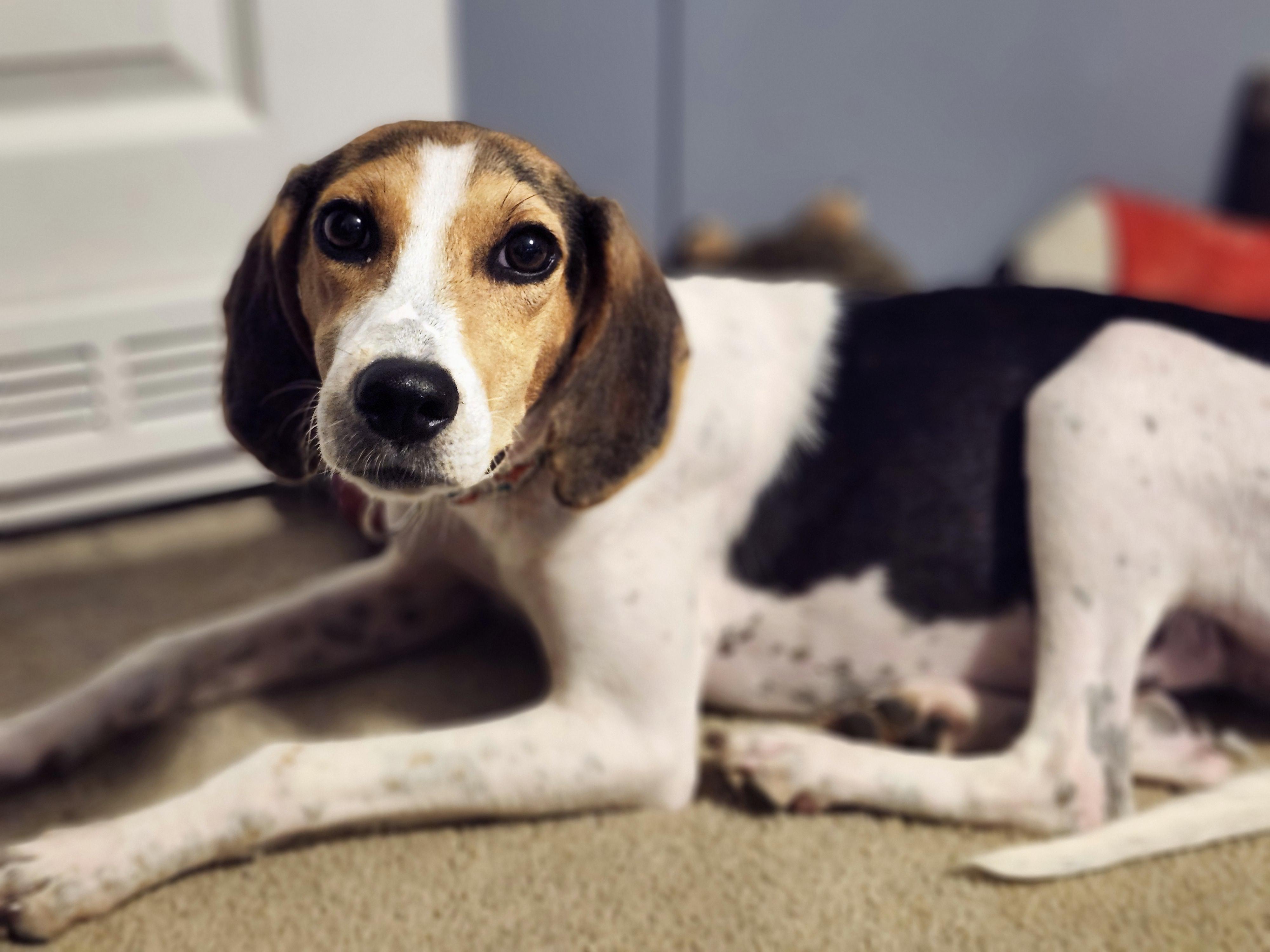 Enlarge Collette, an adopted Treeing Walker Coonhound in Conway, SC image 6/6