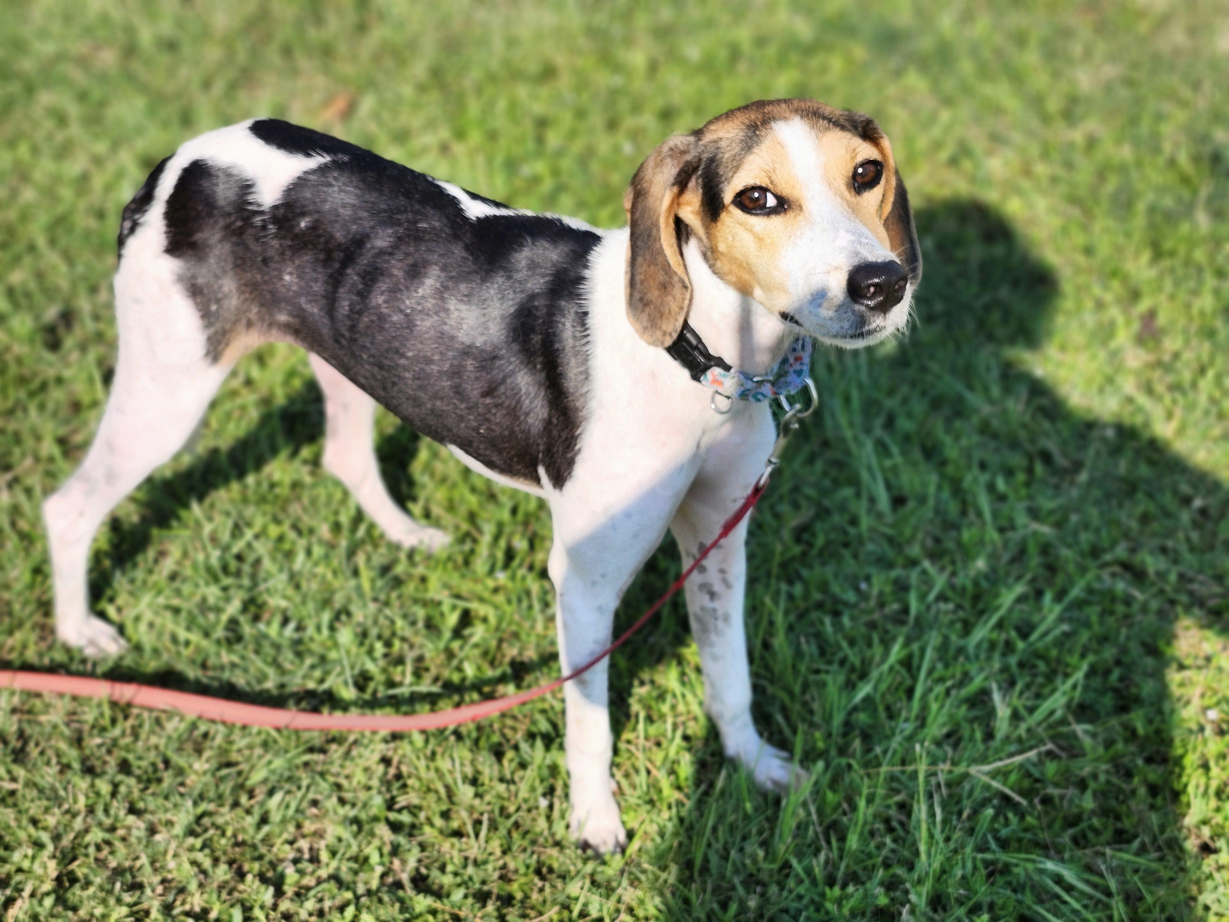 Enlarge Collette, an adopted Treeing Walker Coonhound in Conway, SC image 4/6