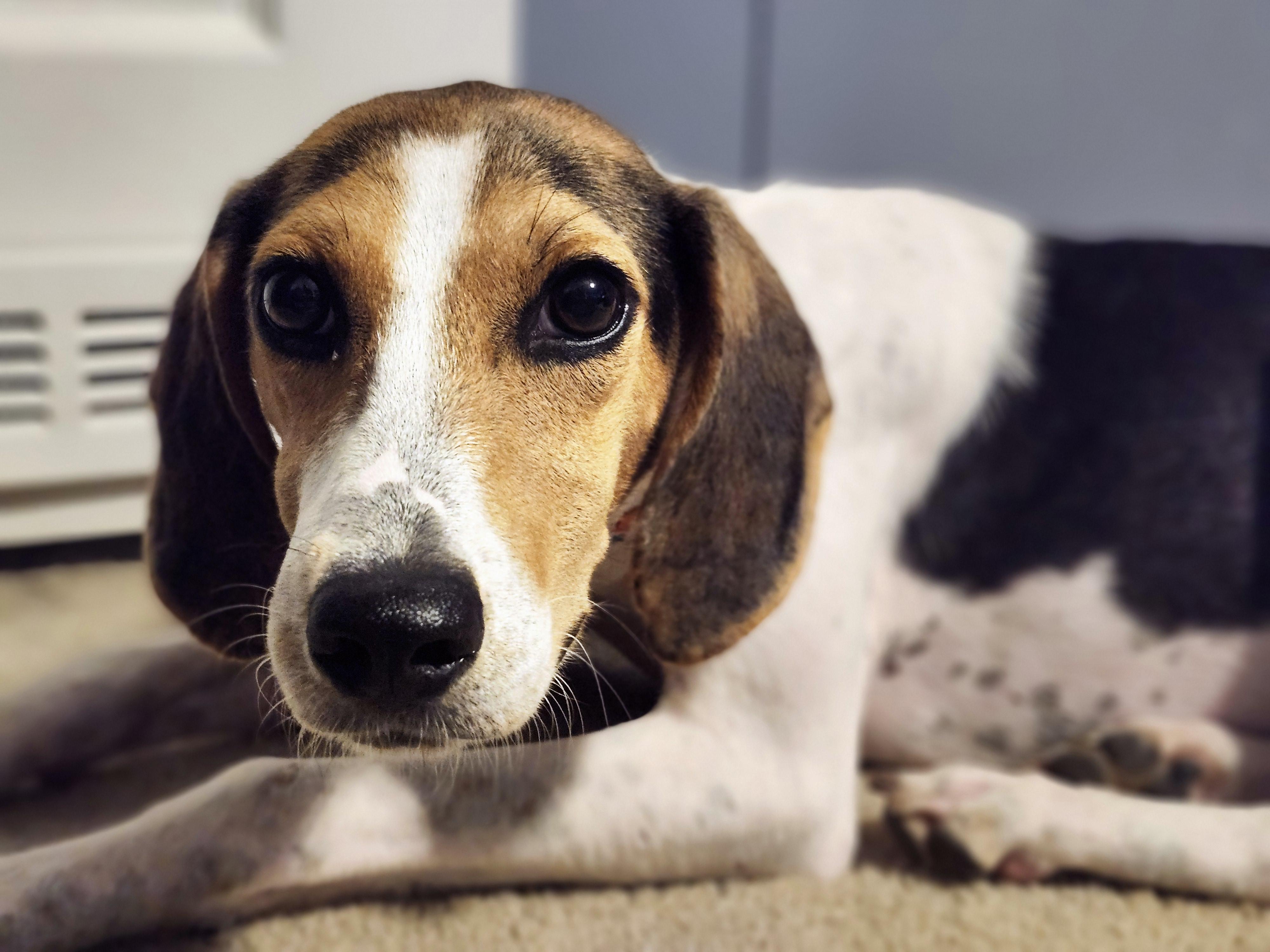 Enlarge Collette, an adopted Treeing Walker Coonhound in Conway, SC image 5/6
