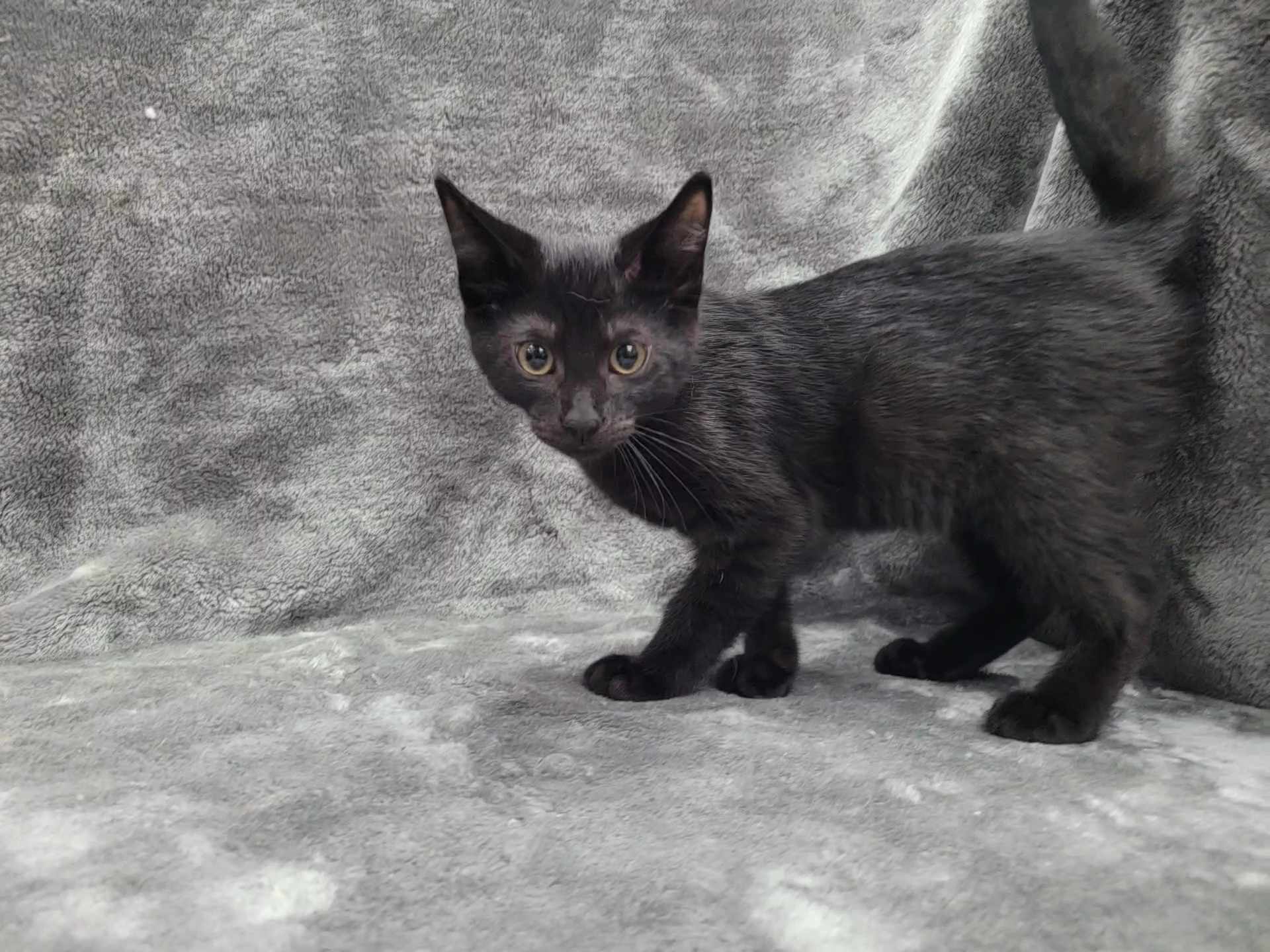 Baker — thumbnail 2