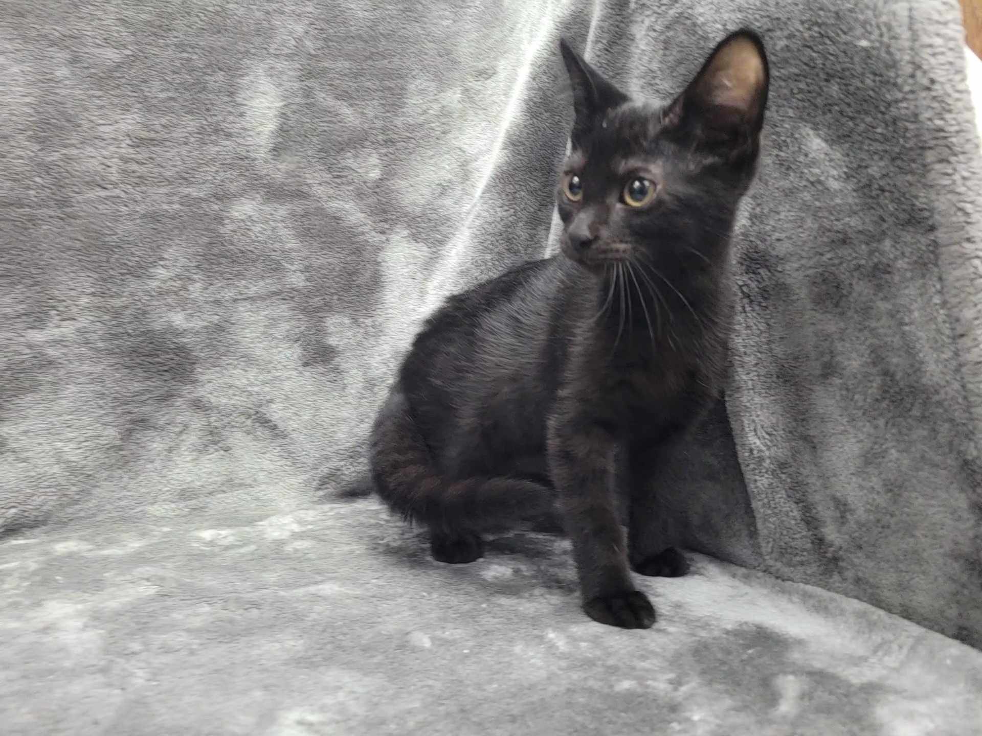 Baker — thumbnail 3