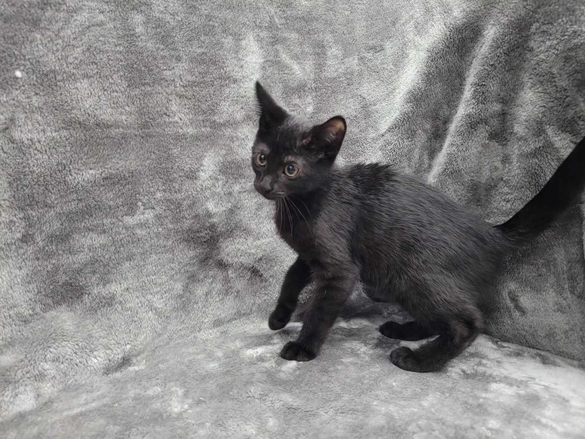 Baker — thumbnail 4