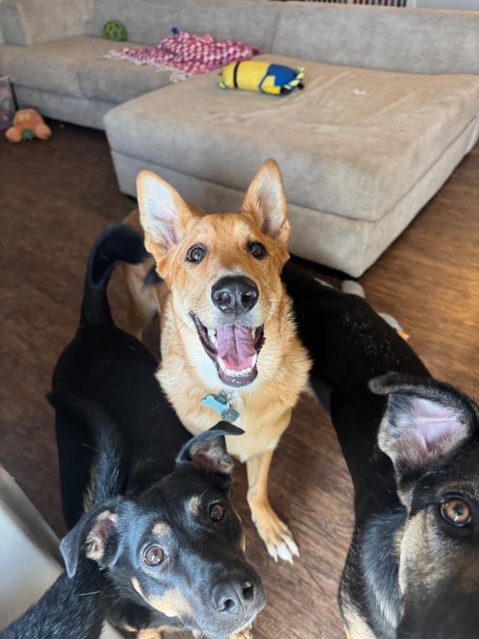 Charlie, Adoptable, Puppy Female Shepherd.
