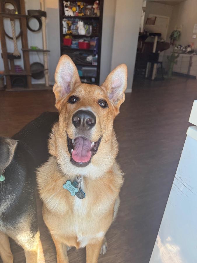 Enlarge Charlie, a Adoptable mixed breed in Tonopah, AZ image 2/4