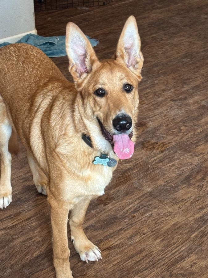 Enlarge Charlie, a Adoptable mixed breed in Tonopah, AZ image 3/4