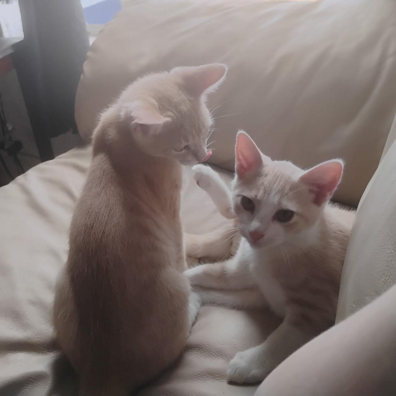 Biscotti and Butterscotch, a ADOPTABLE Domestic Short Hair in Bonita Springs, FL image 1/2