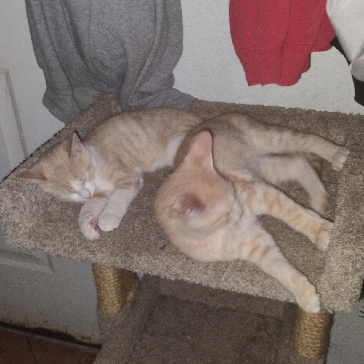 Biscotti and Butterscotch, a ADOPTABLE Domestic Short Hair in Bonita Springs, FL image 2/2