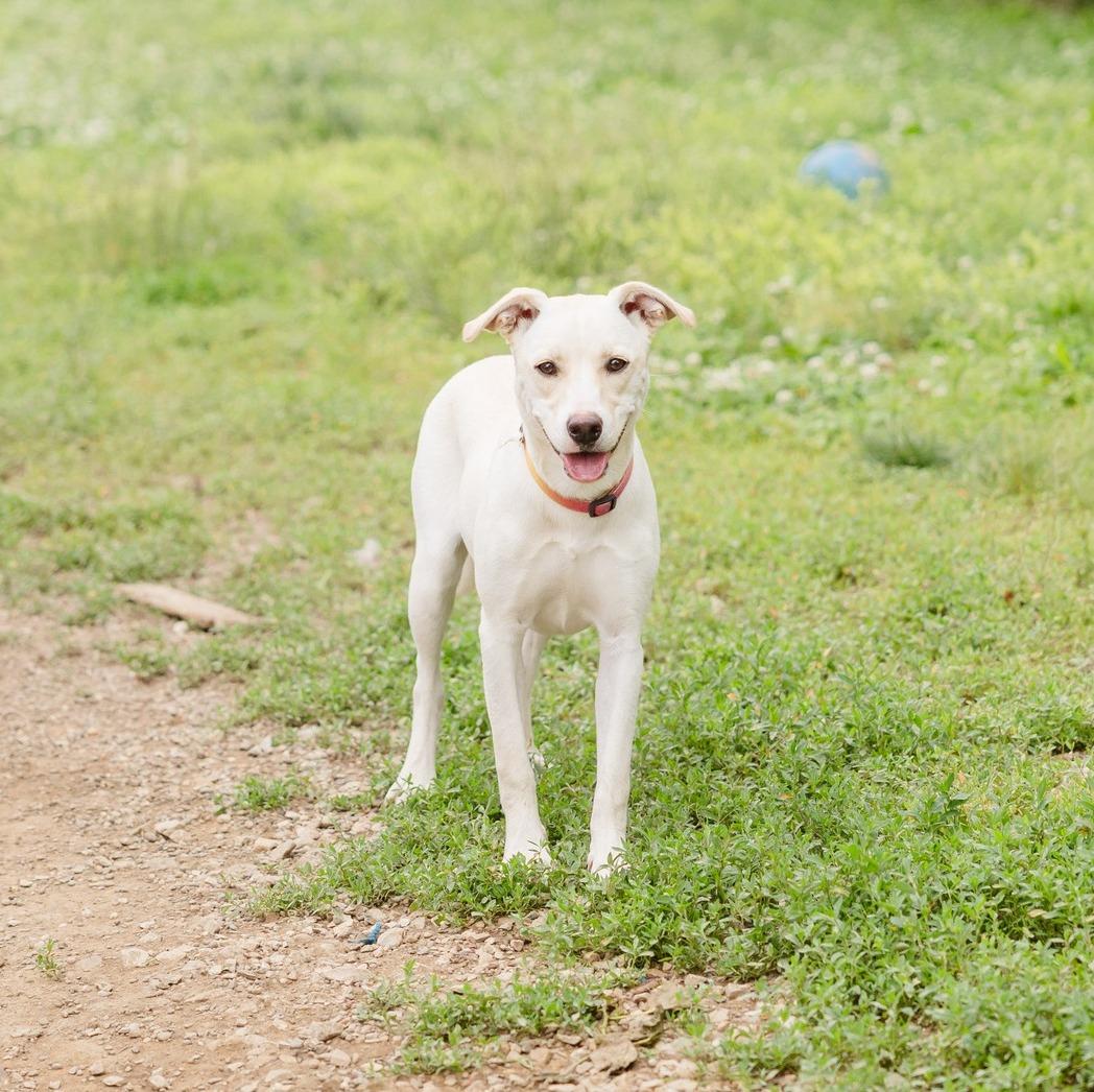 Enlarge Juno, a Adoptable mixed breed image 2/2