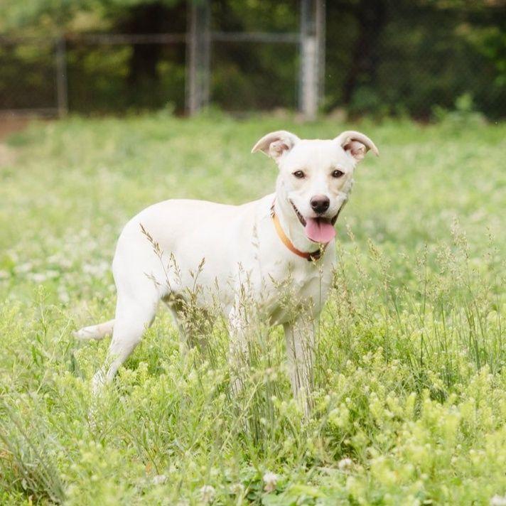 Enlarge Juno, a Adoptable mixed breed image 1/2