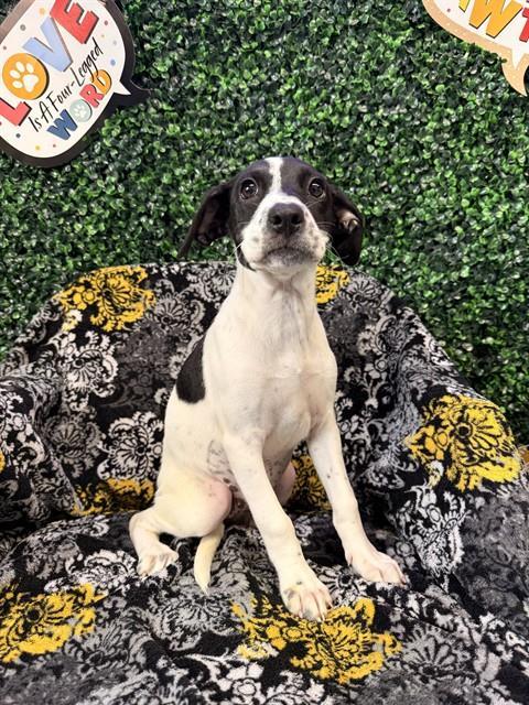 RARITY, Adoptable, Puppy Female Labrador Retriever & Mixed Breed.