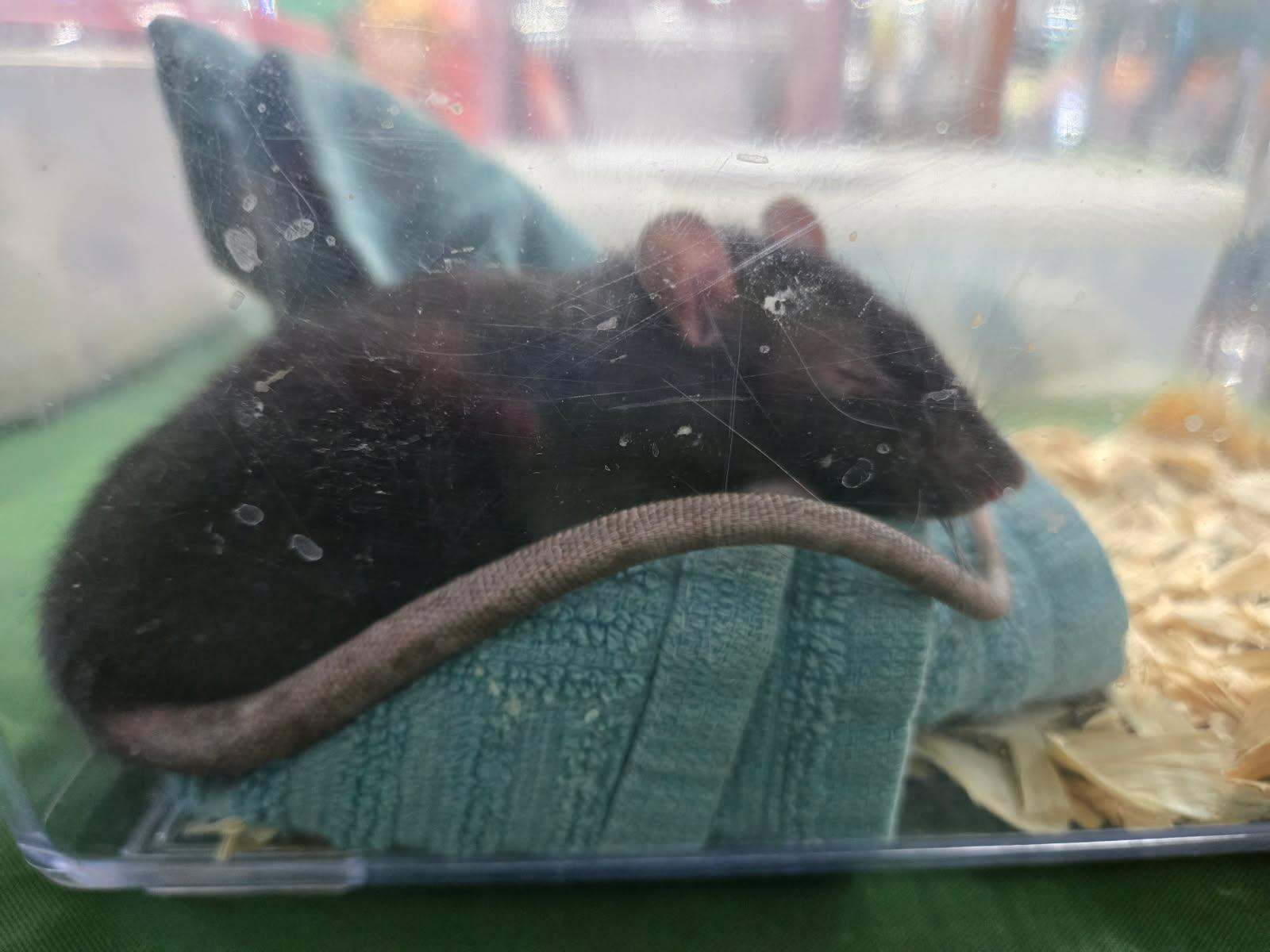 Enlarge Bianca, a Adopted Rat in Dearborn, MO image 2/2