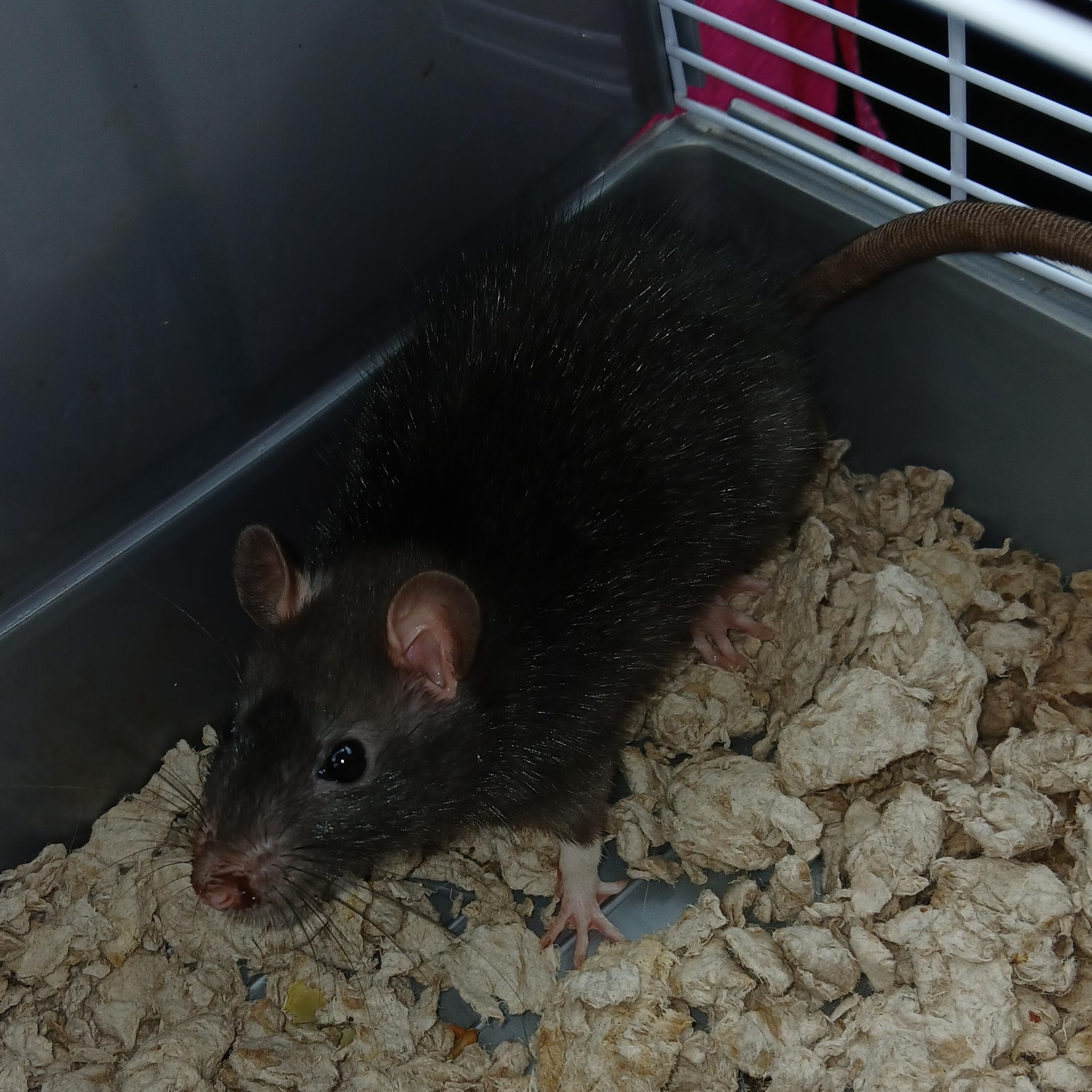Enlarge Bianca, a Adopted Rat in Dearborn, MO image 1/2
