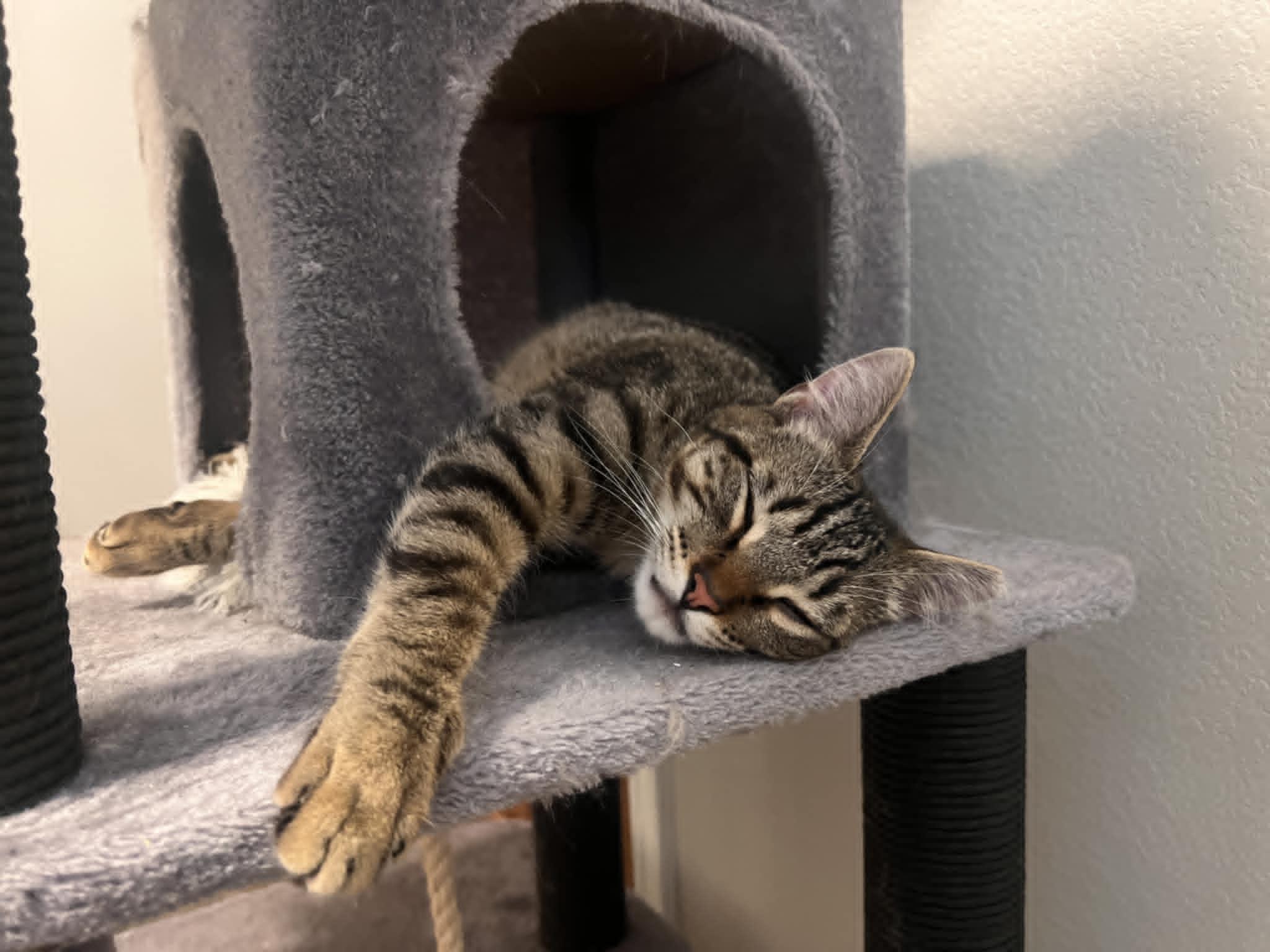 Garfield photo 5