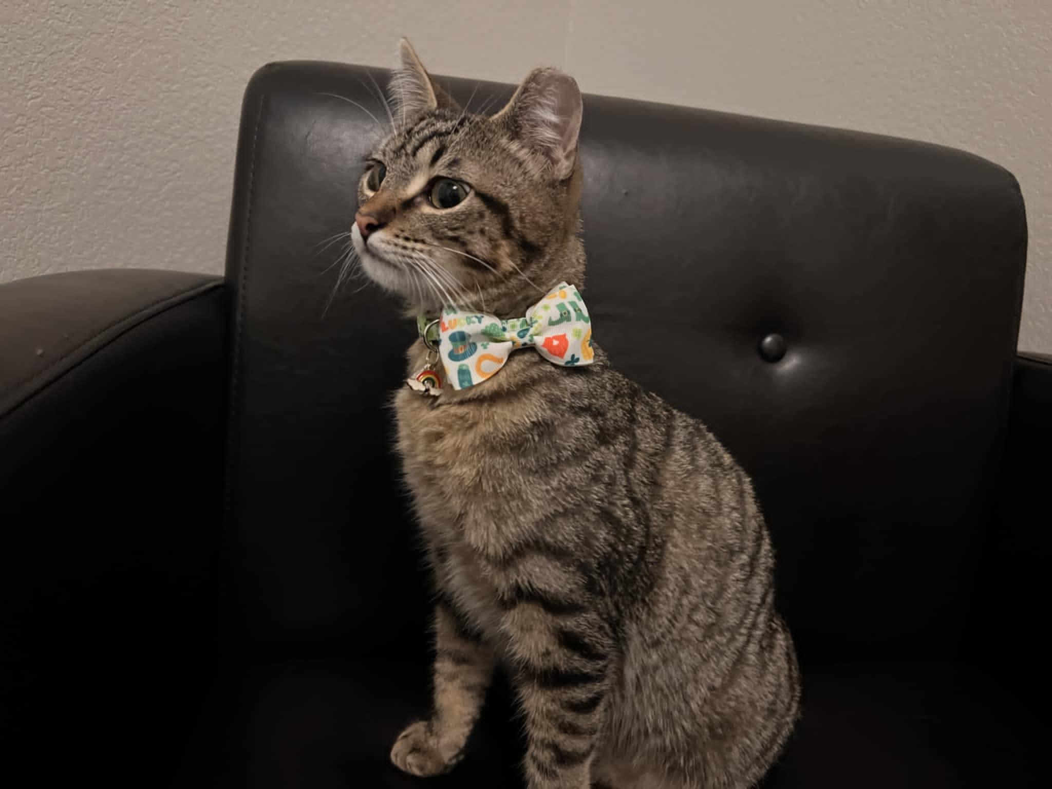 Garfield