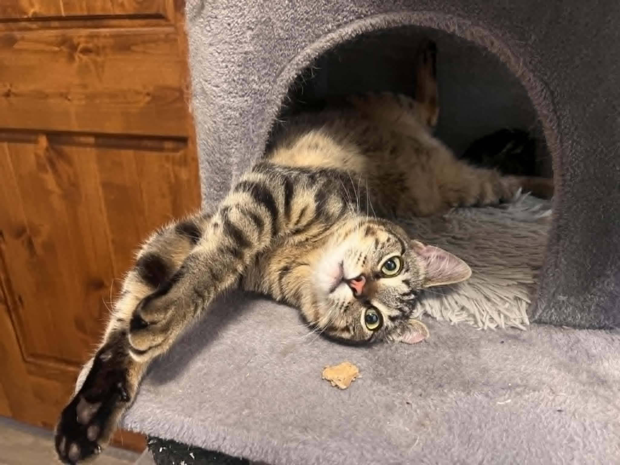 Garfield photo 4