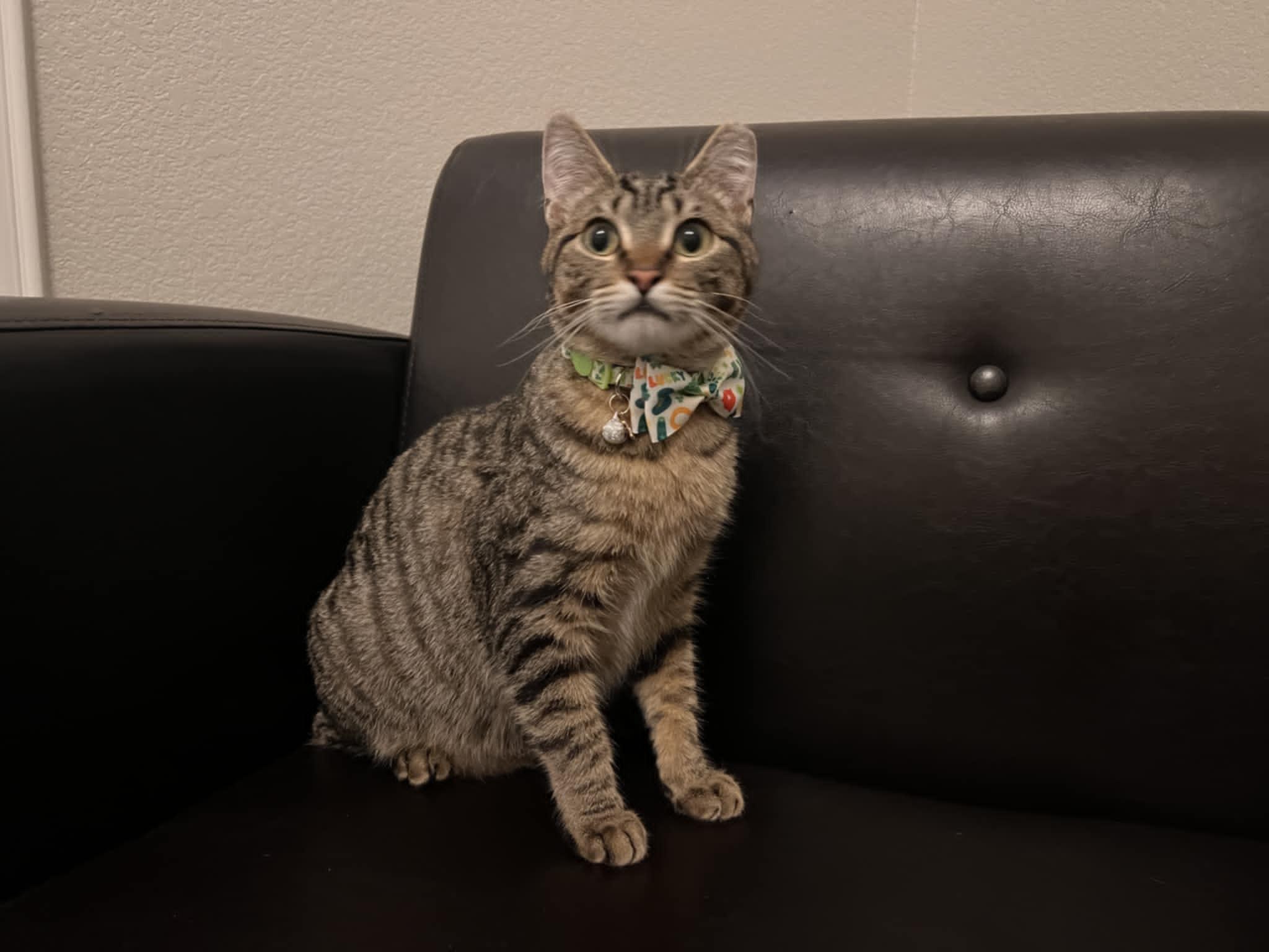 Garfield photo 2