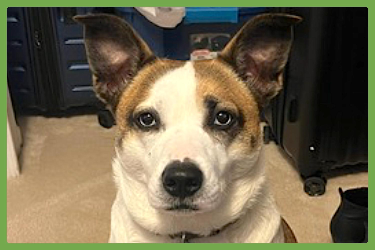 Wheezy — thumbnail 2