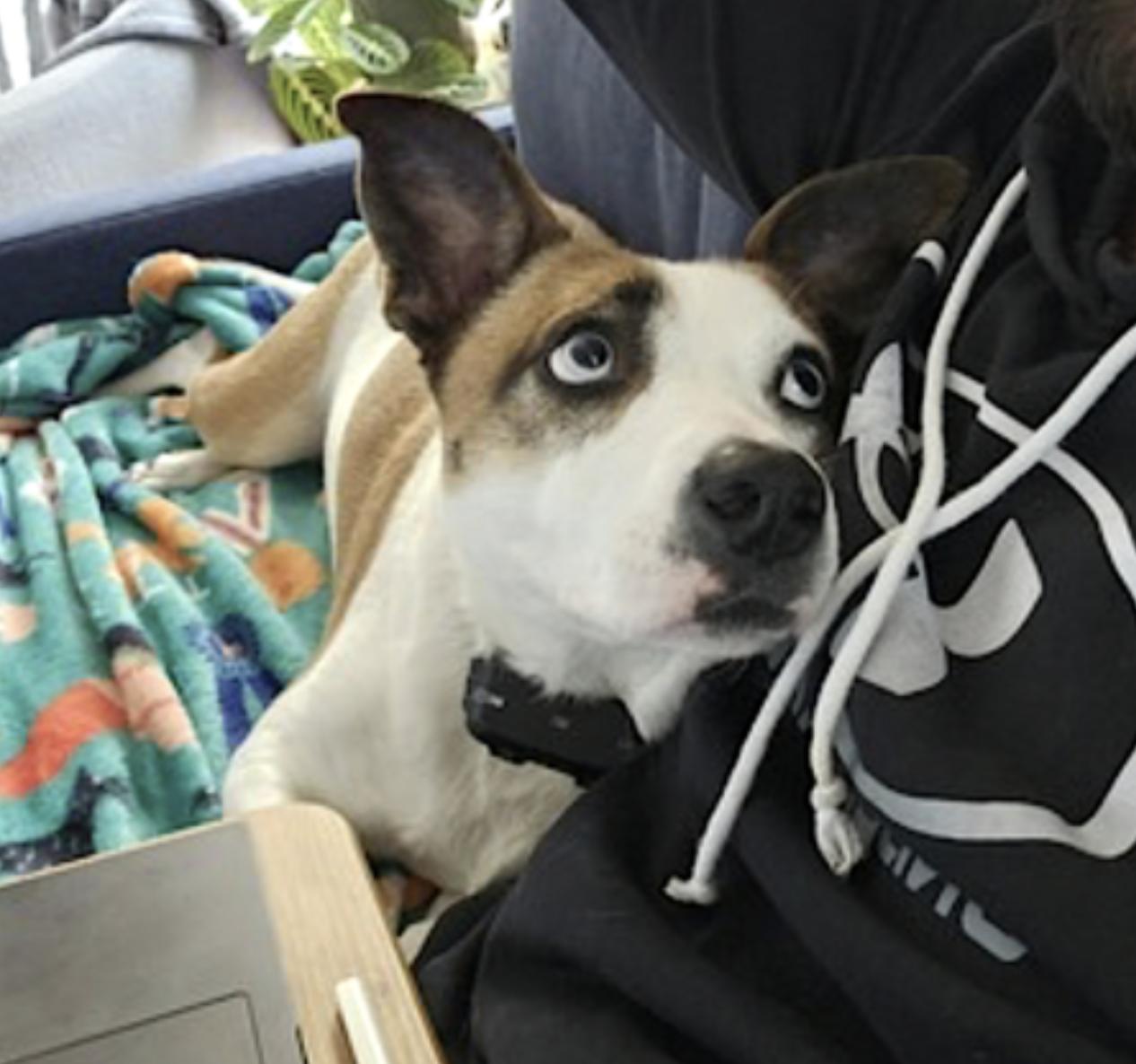 Wheezy — thumbnail 5