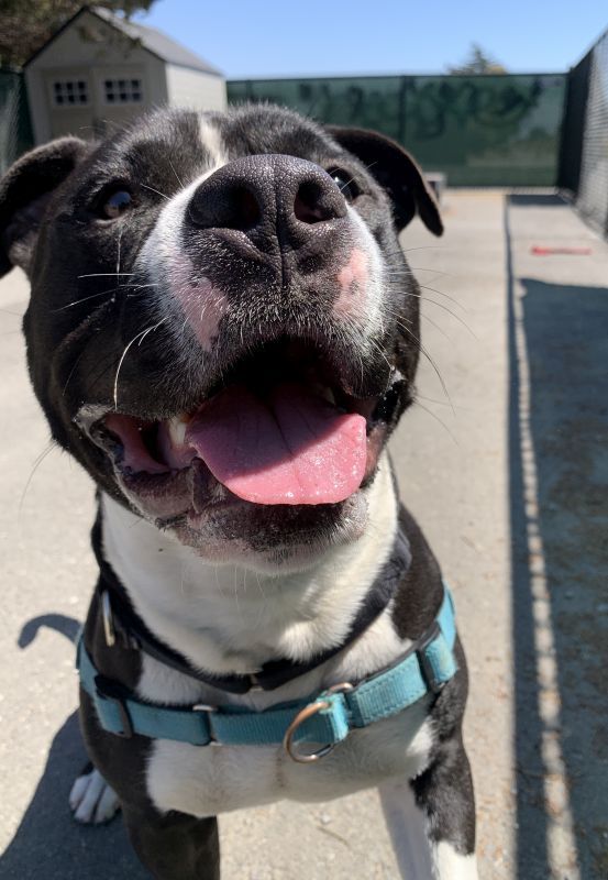 Enlarge Casper, an adoptable Pit Bull Terrier in Berkeley, CA image 2/6