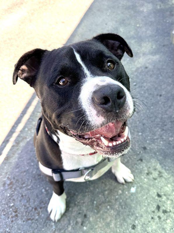 Enlarge Casper, an adoptable Pit Bull Terrier in Berkeley, CA image 4/6