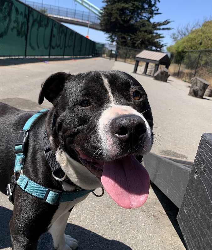 Enlarge Casper, an adoptable Pit Bull Terrier in Berkeley, CA image 5/6