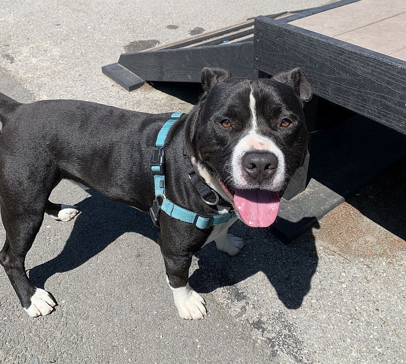 Enlarge Casper, an adoptable Pit Bull Terrier in Berkeley, CA image 6/6