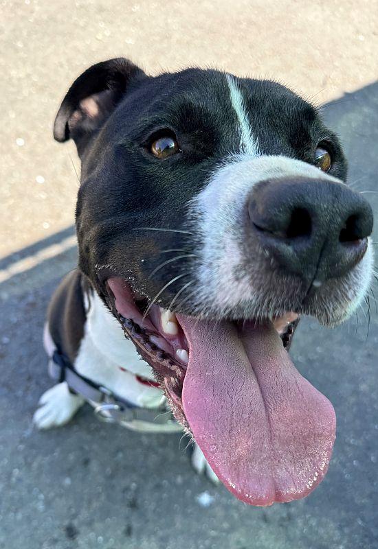 Casper, adoptable, Adult Male Pit Bull Terrier.