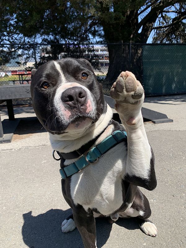 Enlarge Casper, an adoptable Pit Bull Terrier in Berkeley, CA image 3/6