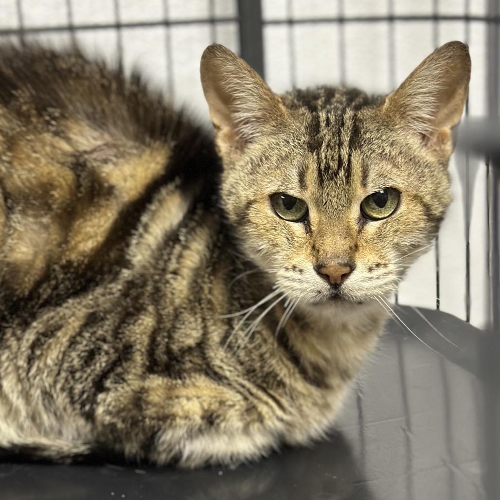 Sadie, Adoptable, Senior Female Domestic Short Hair.