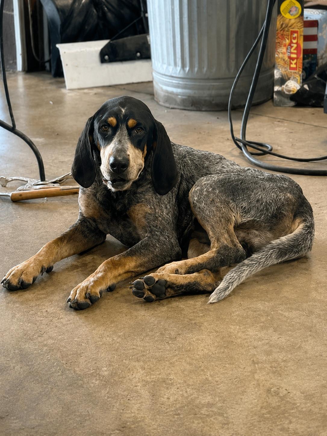 Enlarge Scott, a Adoptable Bluetick Coonhound in TULSA, OK image 1/3