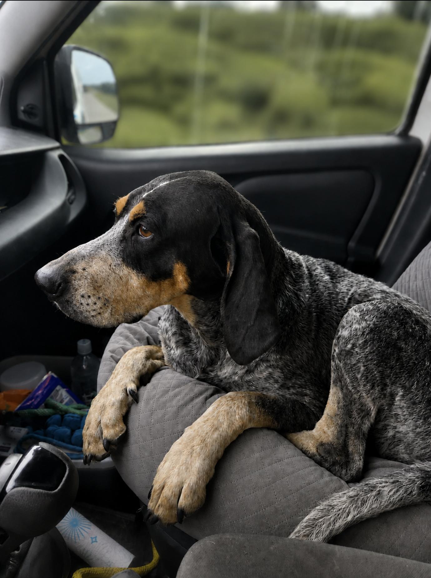 Enlarge Scott, a Adoptable Bluetick Coonhound in TULSA, OK image 2/3