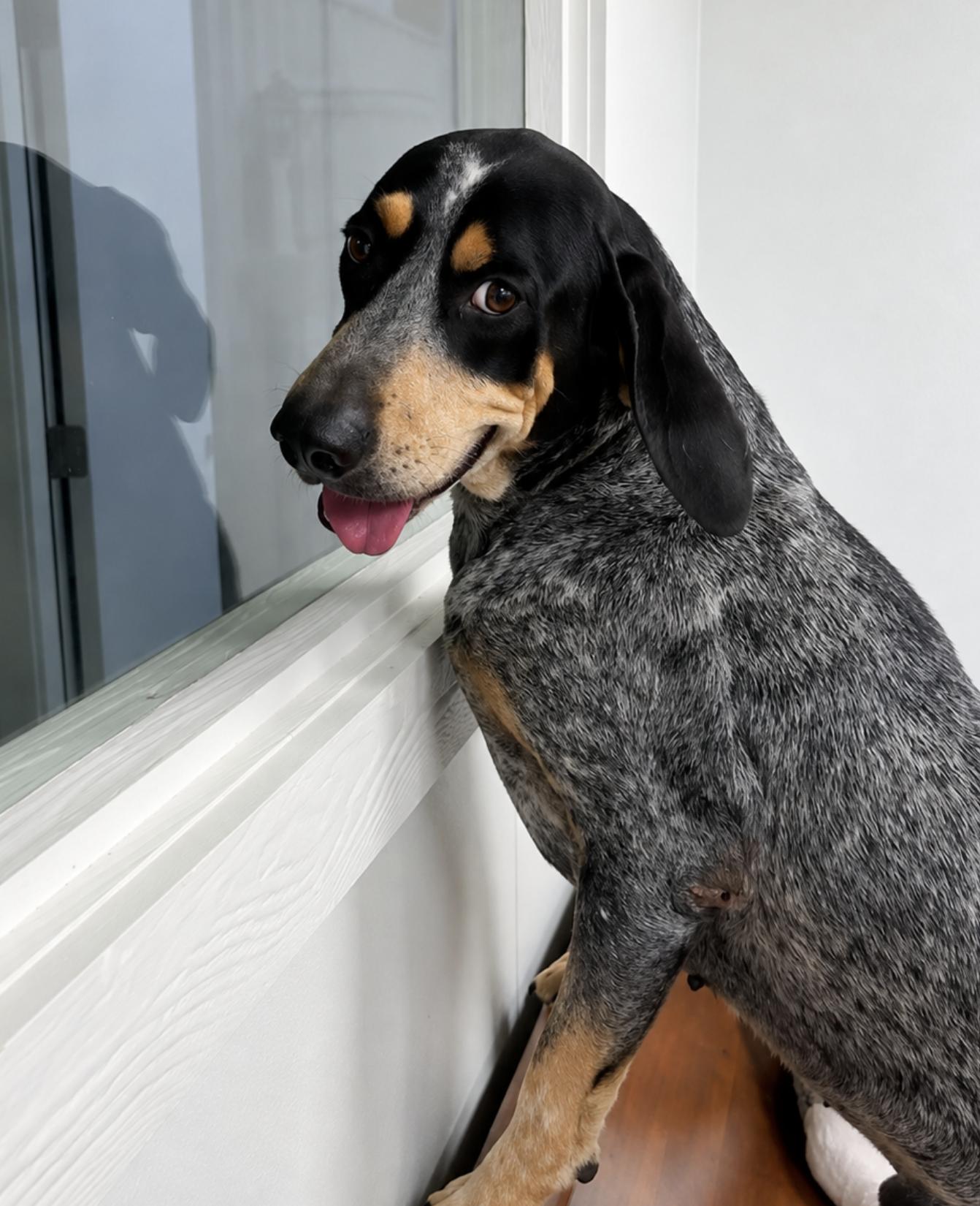 Enlarge Scott, a Adoptable Bluetick Coonhound in TULSA, OK image 3/3
