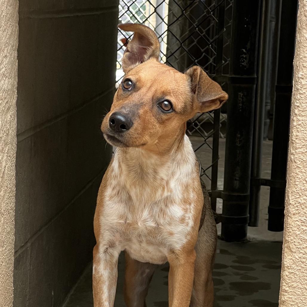 Sandia, Adoptable, Young Female Chihuahua & Terrier.