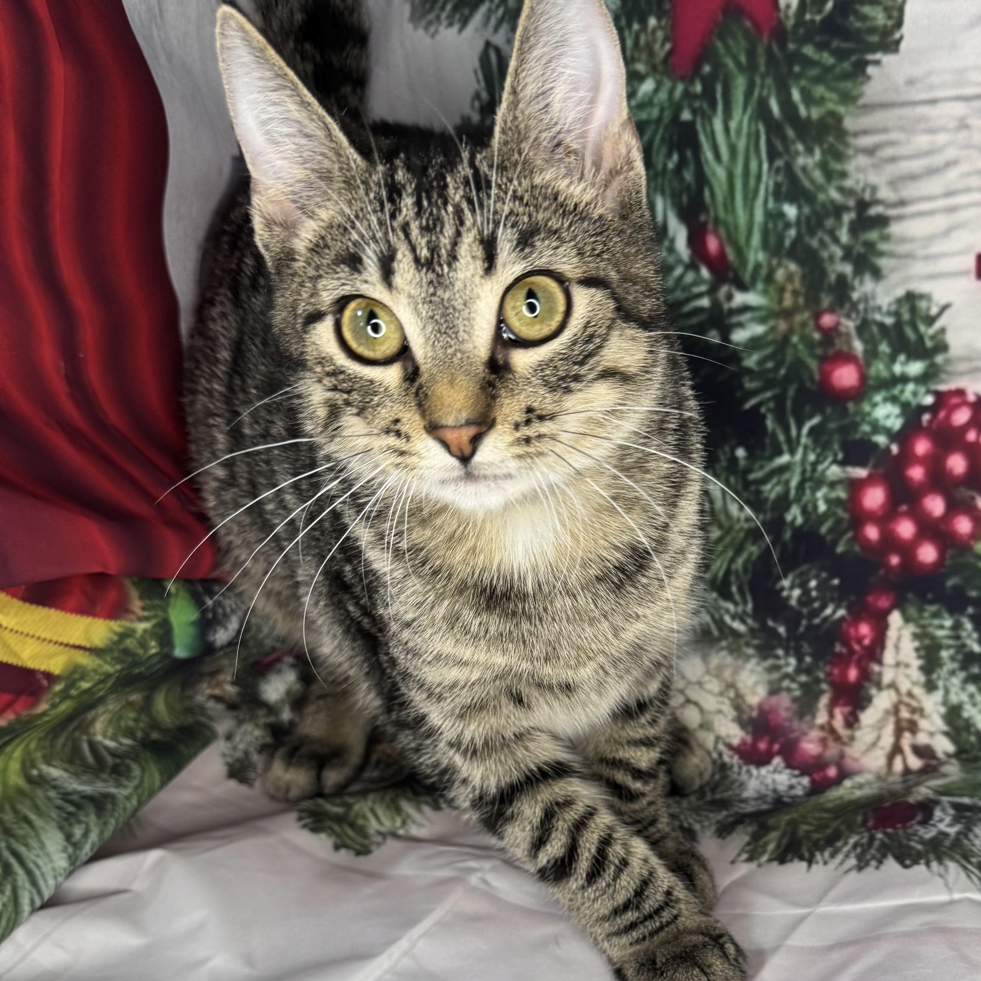 Enlarge Mushu, a Adoptable mixed breed in Mount Vernon, IL image 6/6