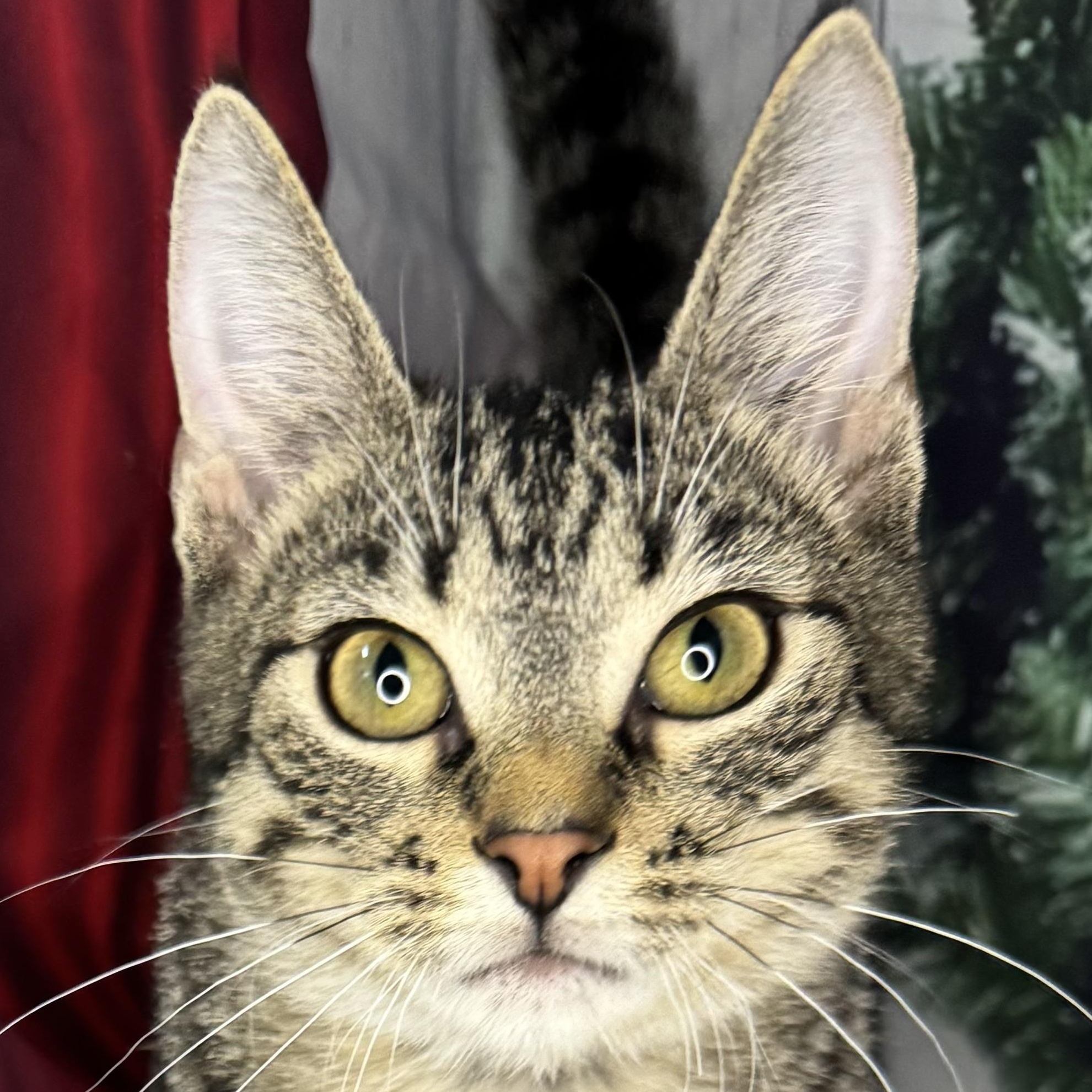 Mushu, Adoptable, Kitten Male Abyssinian & American Wirehair.