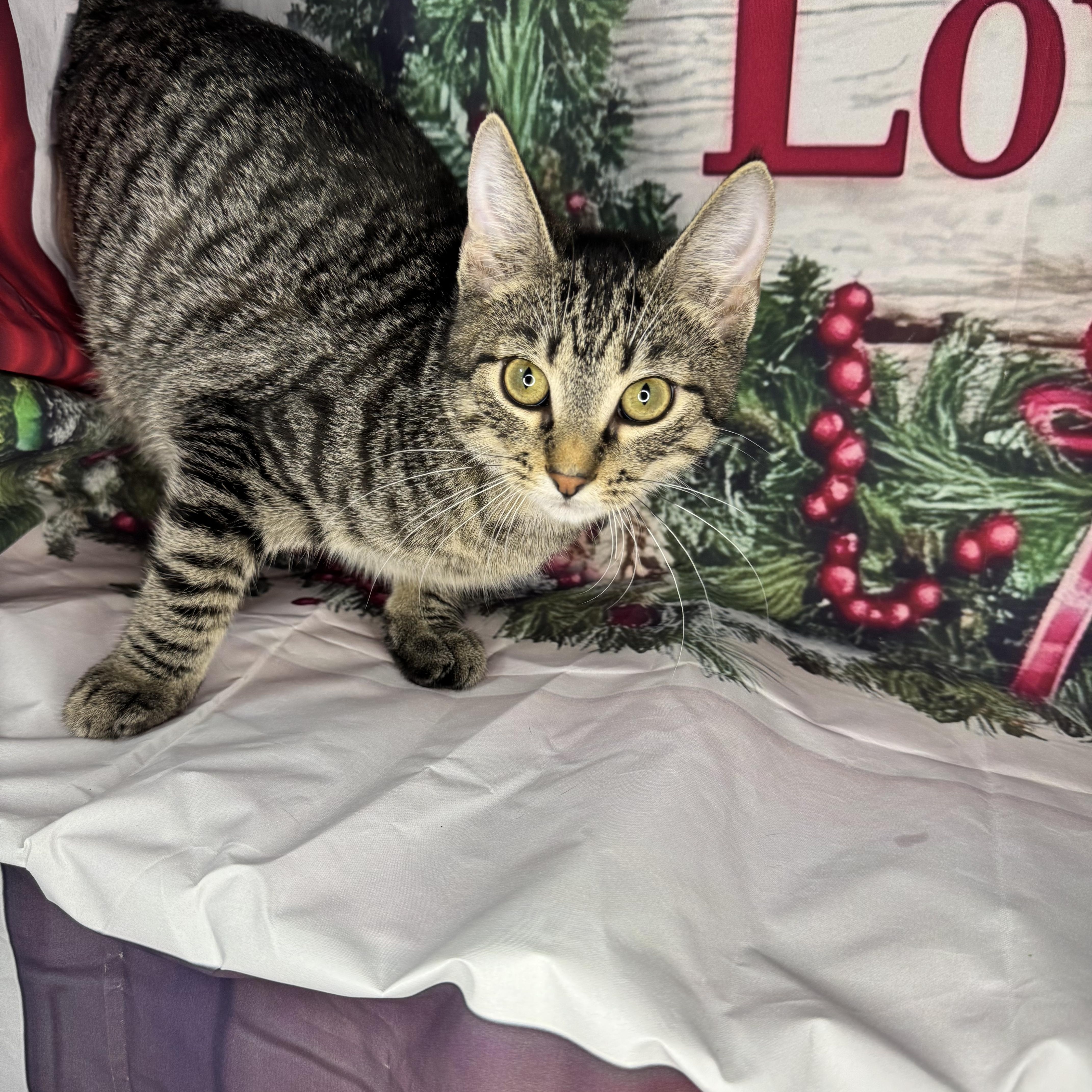 Enlarge Mushu, a Adoptable mixed breed in Mount Vernon, IL image 2/6