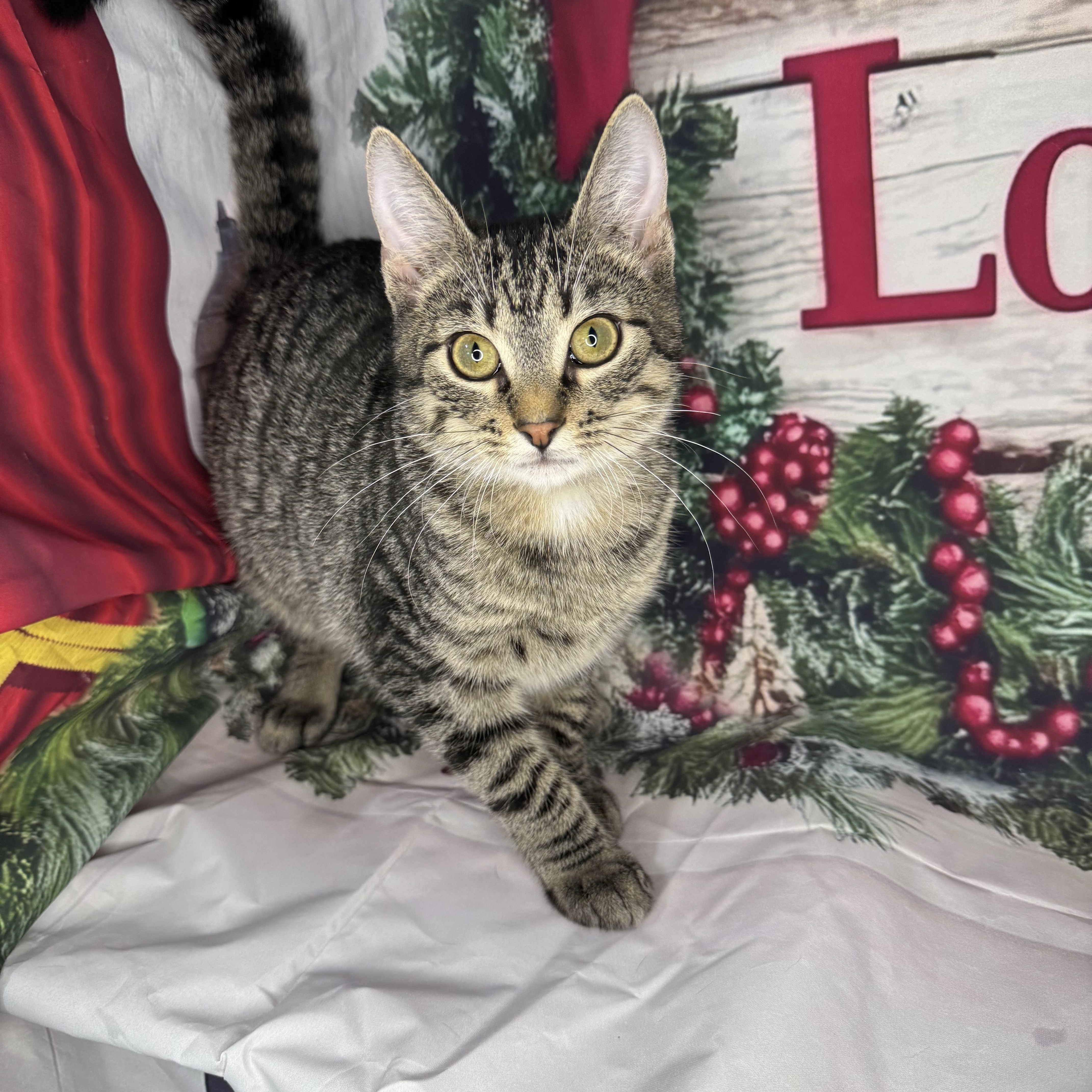 Enlarge Mushu, a Adoptable mixed breed in Mount Vernon, IL image 3/6