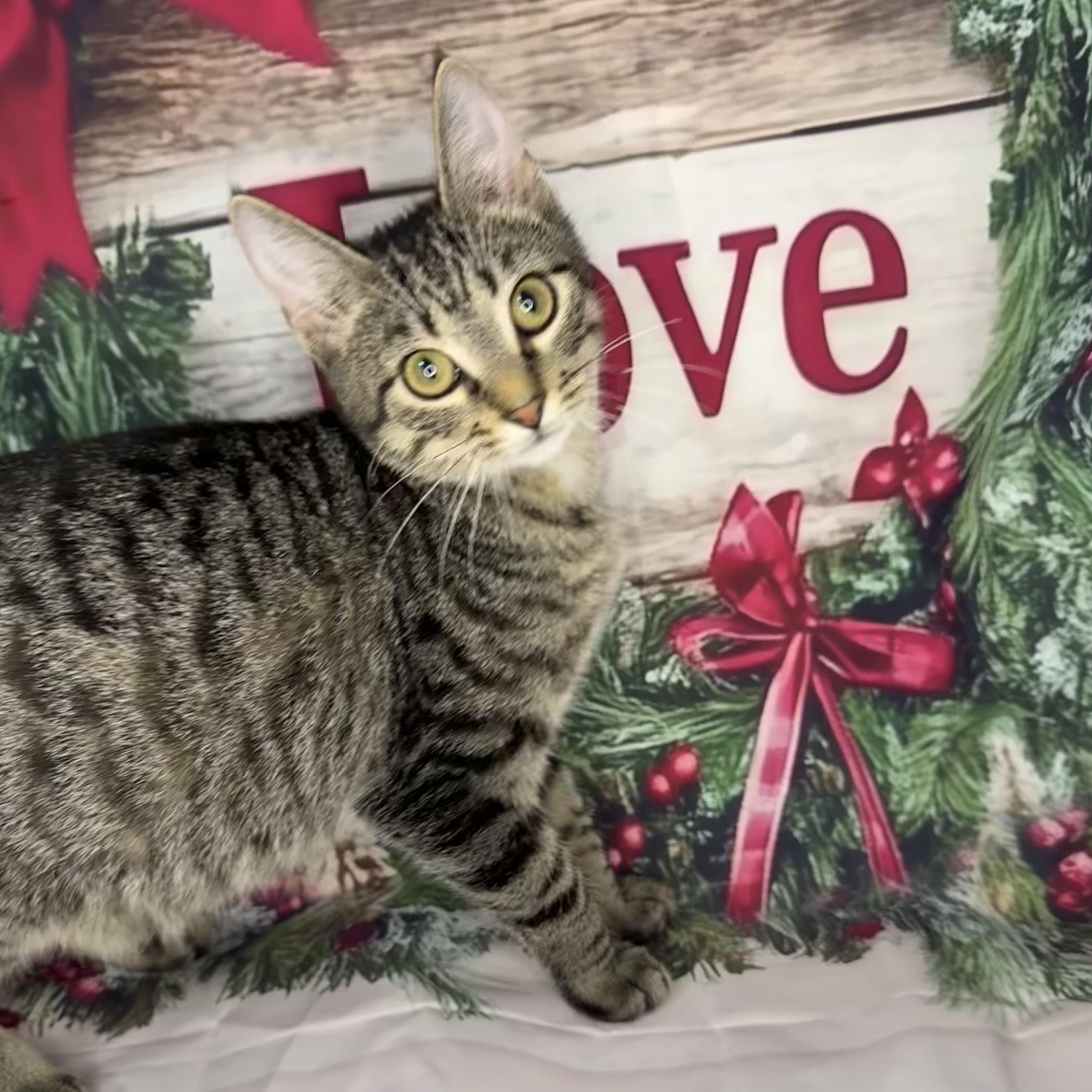 Enlarge Mushu, a Adoptable mixed breed in Mount Vernon, IL image 4/6