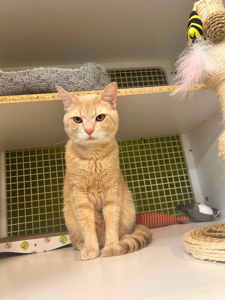 Daddy Zoloft, Adopted, Adult Male Domestic Short Hair.