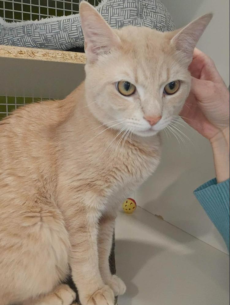 Enlarge Daddy Zoloft, a Adopted Domestic Short Hair in Virginia Beach, VA image 2/4