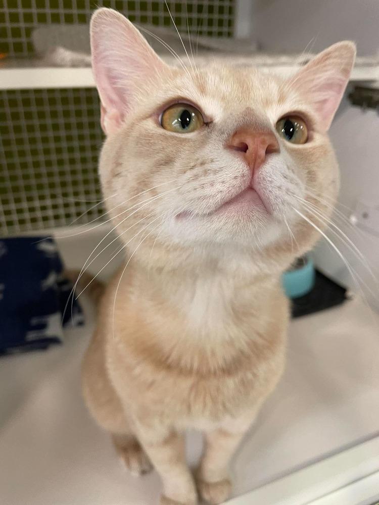 Enlarge Daddy Zoloft, a Adopted Domestic Short Hair in Virginia Beach, VA image 3/4