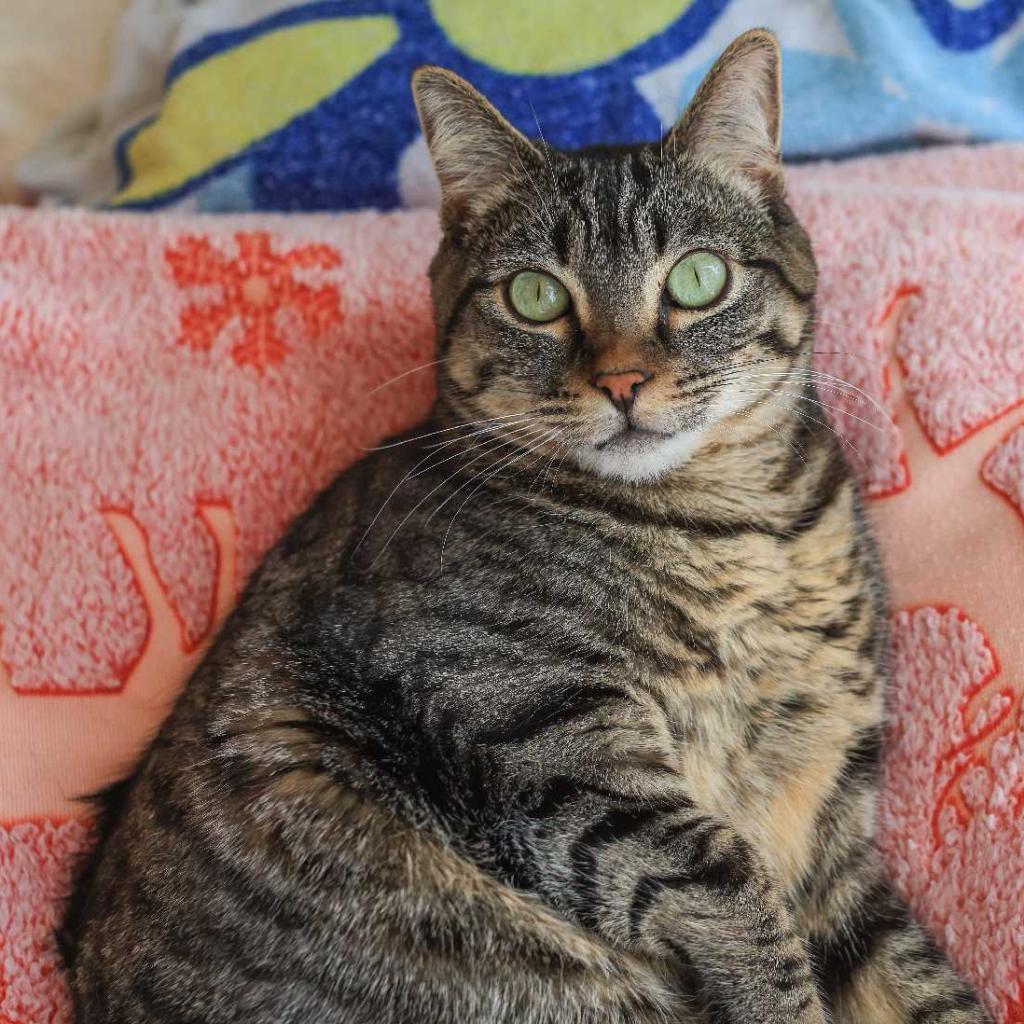 Enlarge Daphne, a Adoptable Domestic Short Hair in Tampa, FL image 2/3