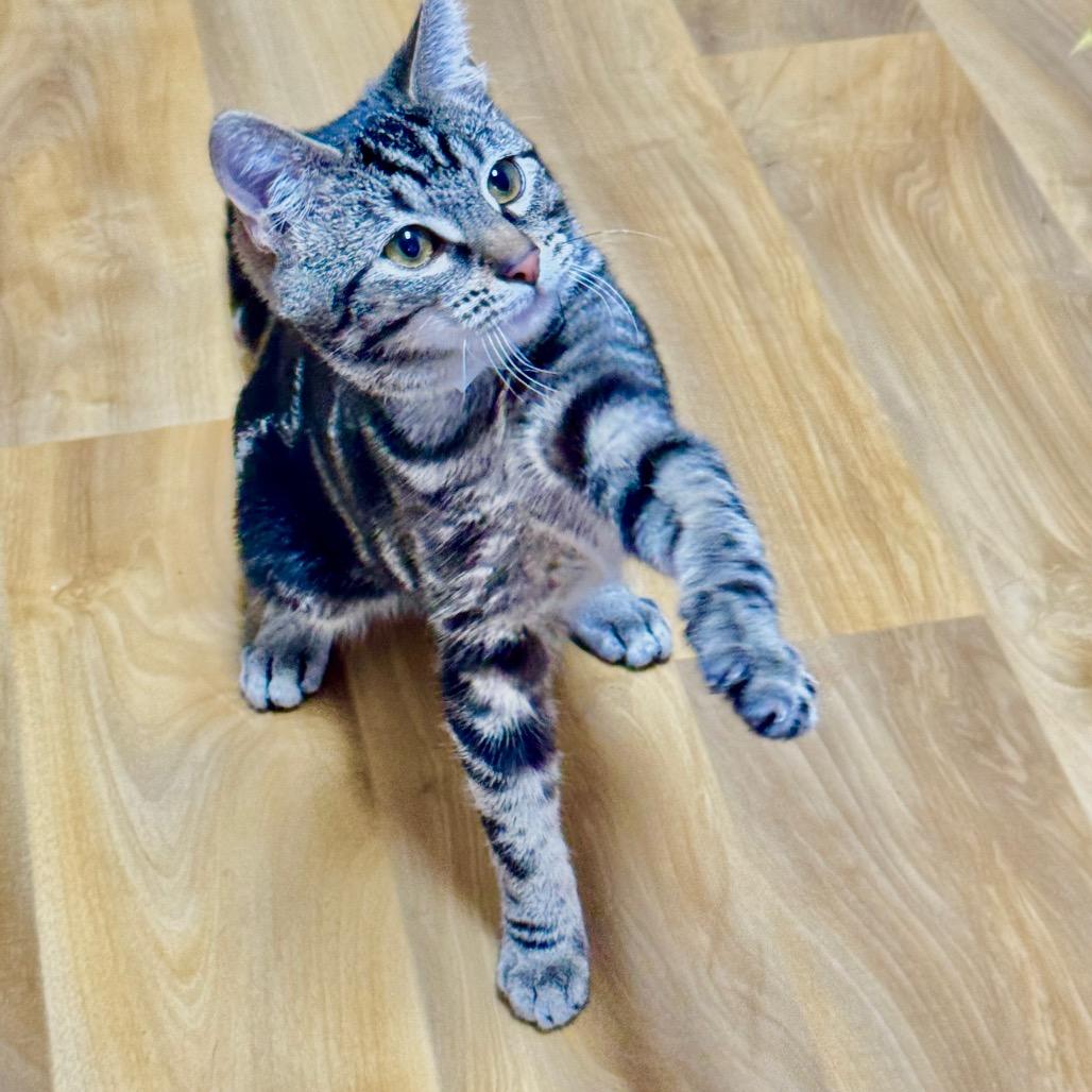 Enlarge Handsome, a Adoptable Domestic Short Hair in Franklin, NC image 3/6