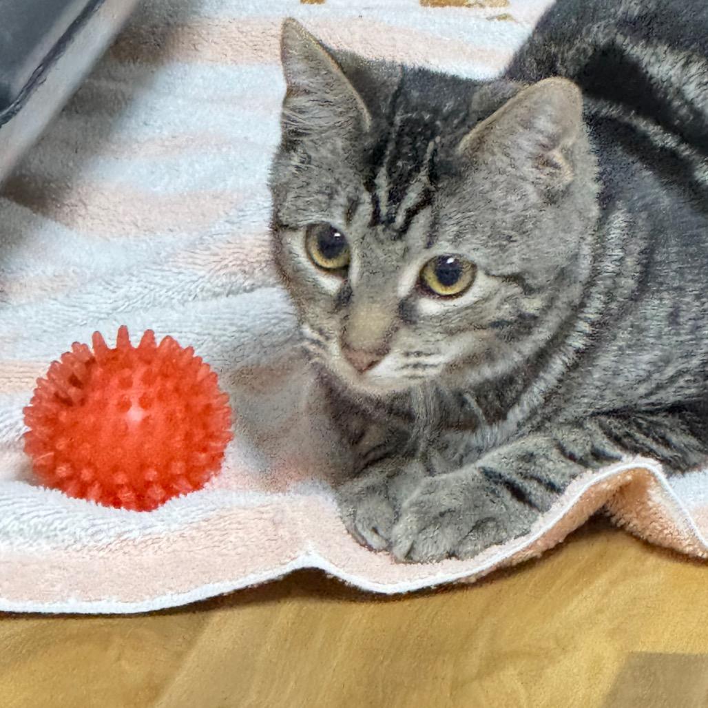 Enlarge Handsome, a Adoptable Domestic Short Hair in Franklin, NC image 5/6