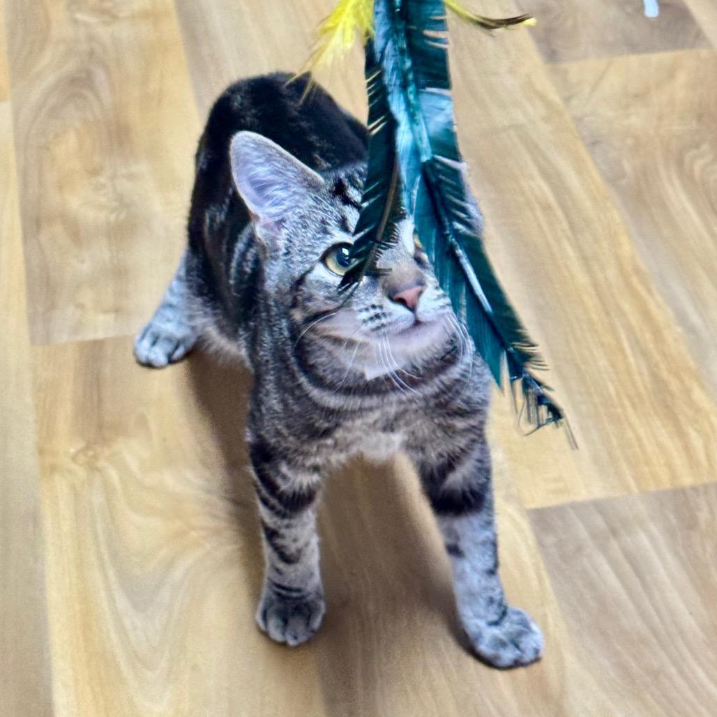 Enlarge Handsome, a Adoptable Domestic Short Hair in Franklin, NC image 6/6