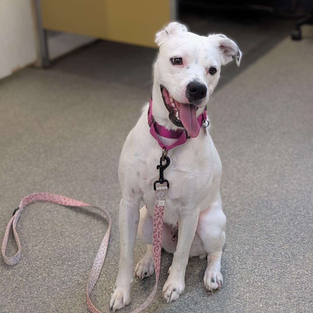 Crystal, Adoptable, Adult Female Cattle Dog.